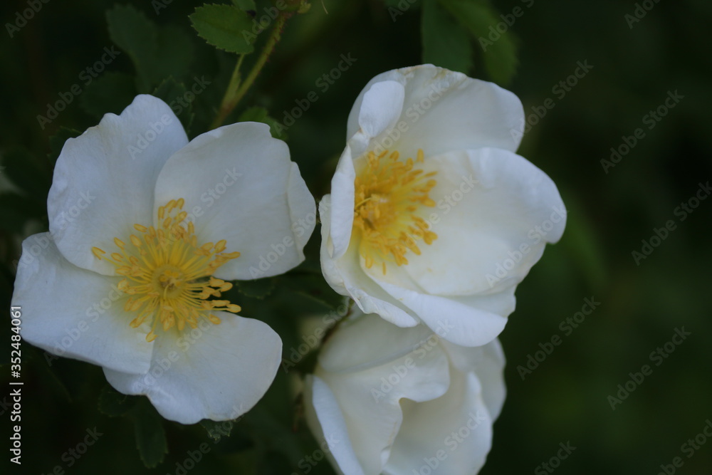 Obraz premium wilde rose