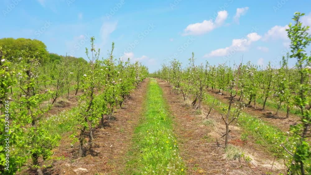 Green orchard with a lot of blossom dwarf fruit trees planted in parallel lines, blue sky on background. Moving forward technique Green orchard with a lot of blossom dwarf fruit trees planted in parallel lines, blue sky on background. Moving forward technique