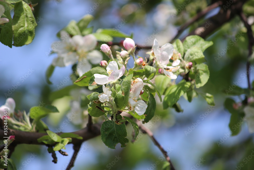 Apple tree in bloom Apple tree in bloom