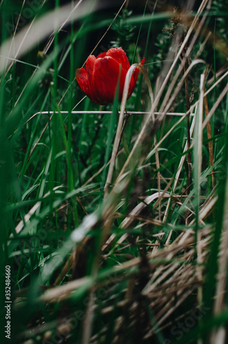 red Tulip after rain