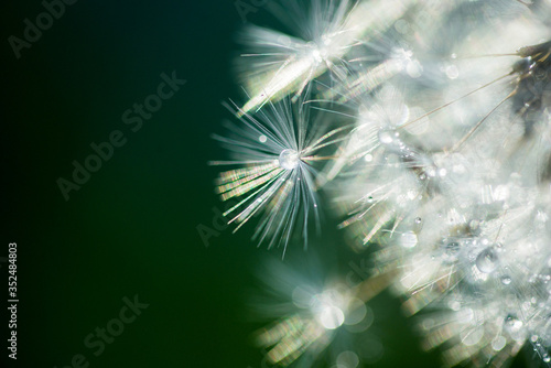macro shot of a dandelion.Green background. Drops of dew close up. Summer Freedom Concept. Design Element. beautiful card. copy space. Rain  beautiful bokeh in defocus.Sunny summer day.