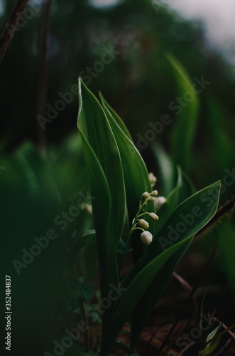 blooming lilies of the valley in the forest