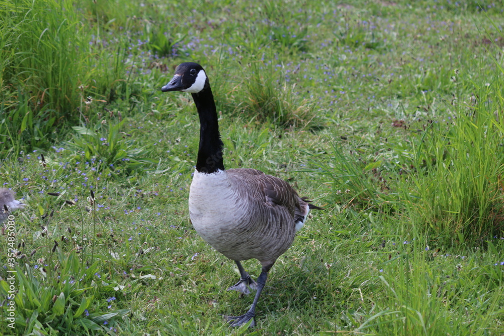 gans gans