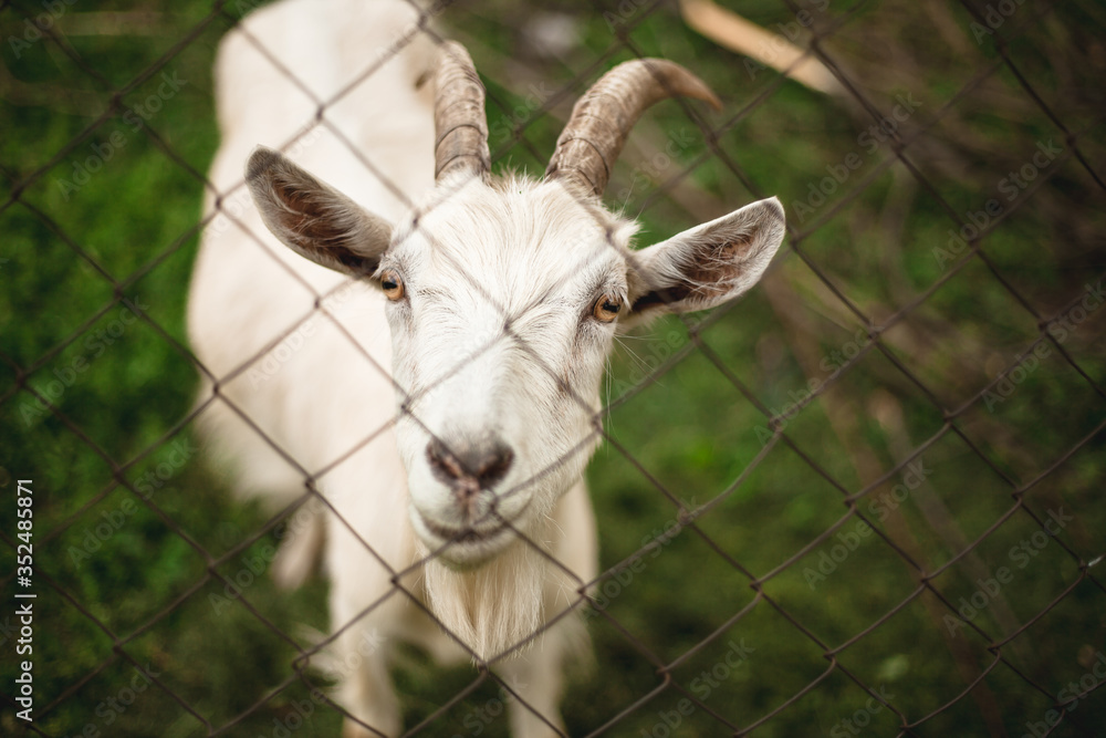 goats look at the camera