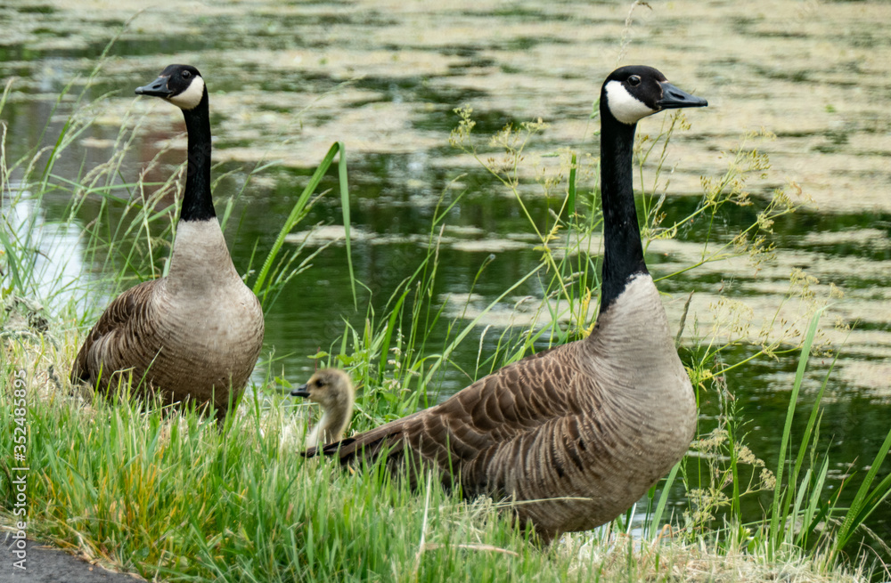 Obraz premium couple de Bernache du Canada 