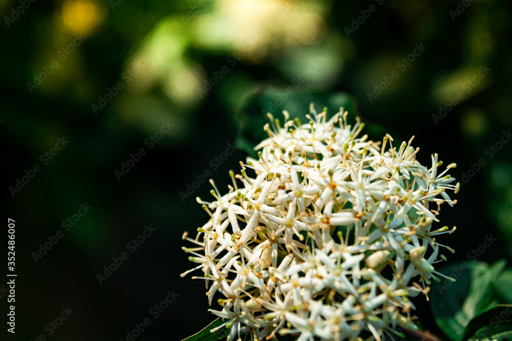White flowering plant with mil focus on a dark blurred background. Copy space, shallow depth of field White flowering plant with mil focus on a dark blurred background. Copy space, shallow depth of field