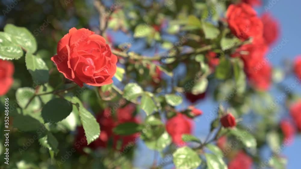 Beautiful bush of red roses in a spring garden. Rose garden. red roses bush. Spring time. Beautiful bush of red roses in a spring garden. Rose garden. red roses bush. Spring time.