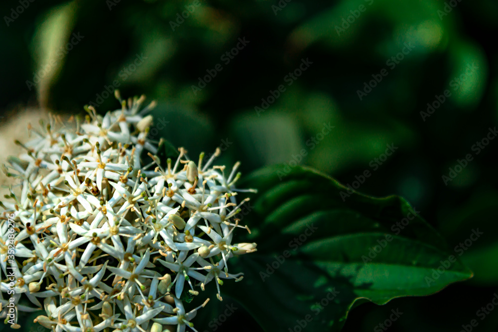 White flowering plant with mil focus on a dark blurred background. Copy space, shallow depth of field