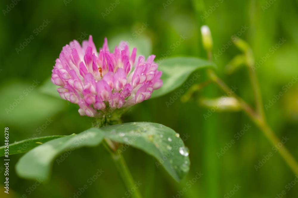 pink flower with dew drops pink flower with dew drops