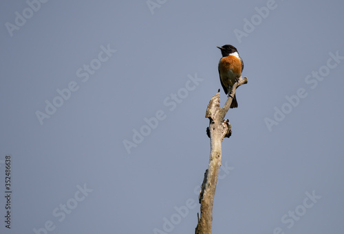 Saxicola rubicola (Cartaxo-comum) male songbird at spring in Braga, Portugal. photo