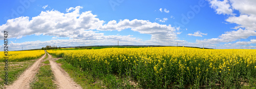 Spherical virtual reality concept VR AR. Full seamless panorama of 360 degrees clouds moving over a rape field on a sunny bright day.