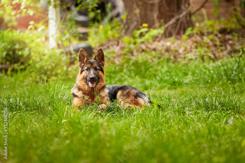 German Shepherd. A very cute beautiful thoroughbred dog of brown with black color is resting in the park in spring. Animal photography for veterinary clinic websites, magazines and blogs.