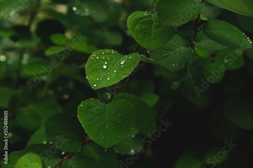 Green leaves in drops in a dark style. Spring natural background.