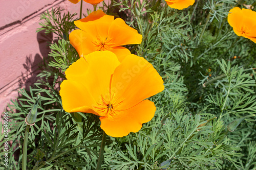 Wallpaper Mural Eschscholzia californica (Latin: Eschscholzia californica) is a family of Poppies (Papaveraceae). Also called "California Golden poppy". The flowers are bright orange.The stems and grass are green. Torontodigital.ca