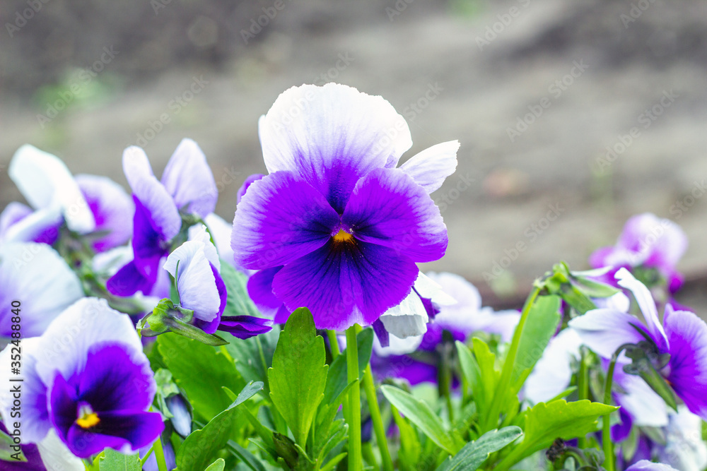 Violet pansies flowers grows in light spring garden Violet pansies flowers grows in light spring garden