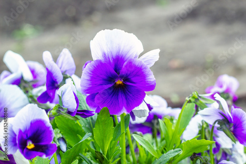 Violet pansies flowers grows in light spring garden