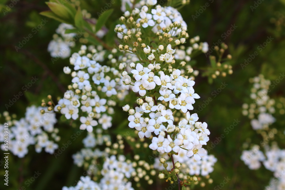 Bush blooming white in summer