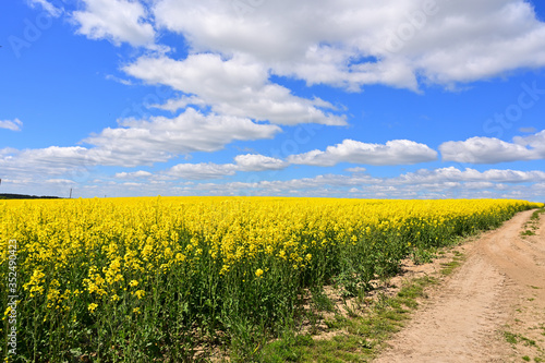 Fototapeta Naklejka Na Ścianę i Meble -  Photo in the clear spring weather of the sky, the sun, blue clouds over a rapeseed field in the sun