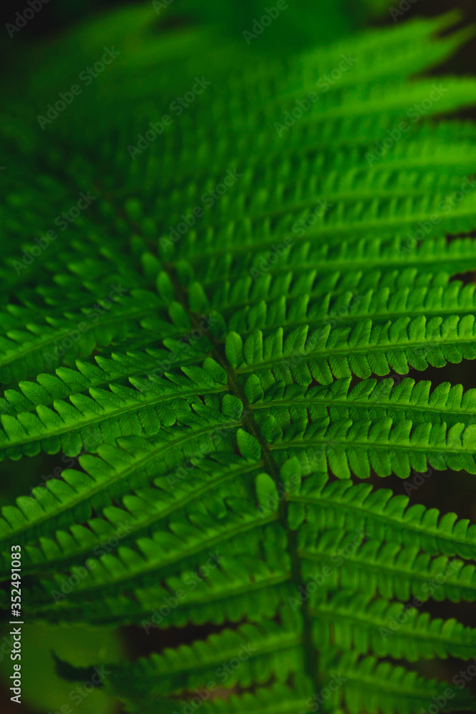 Fern leaves on a dark background. Natural details. Fern leaves on a dark background. Natural details.