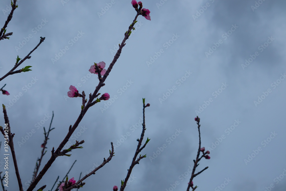 bright pink flowers with cloudy sky background bright pink flowers with cloudy sky background