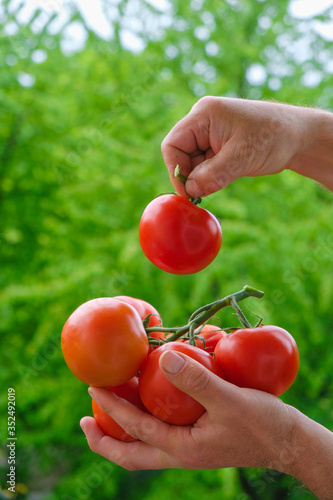 Wallpaper Mural Branch of red fresh tomatoes in the hands of a farmer on the background of a green garden in Ukraine. Copy space. Vertical image. Torontodigital.ca