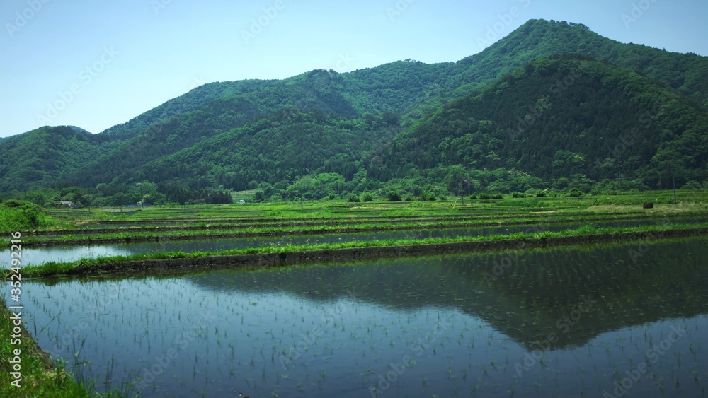 Rice fields, paddy with mountain in the background. Fukushima, Japan