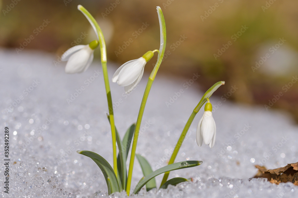 Fototapeta premium Snowdrop or common snowdrop (Galanthus nivalis) flowers