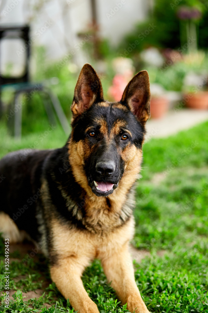 German shepherd lying on the grass in the park. Portrait of a purebred dog. Looking in the camera. German Shepherd on the grass, dog in the park, dogs portrait German shepherd lying on the grass in the park. Portrait of a purebred dog. Looking in the camera. German Shepherd on the grass, dog in the park, dogs portrait