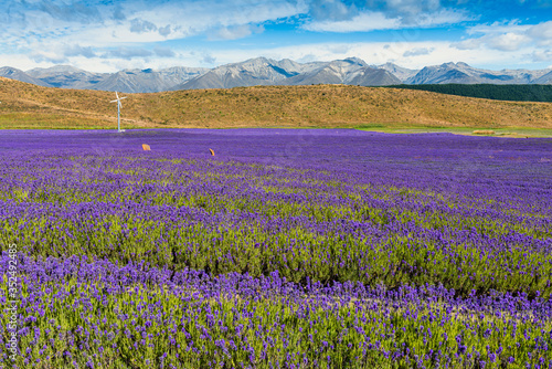 Lavender Fields just outside the town of Twizel in New Zealand © Alan Smithers