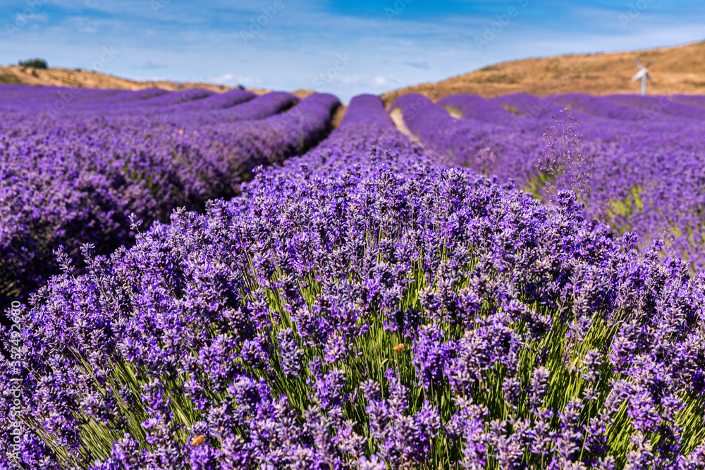 Obraz premium Lavender Fields just outside the town of Twizel in New Zealand 