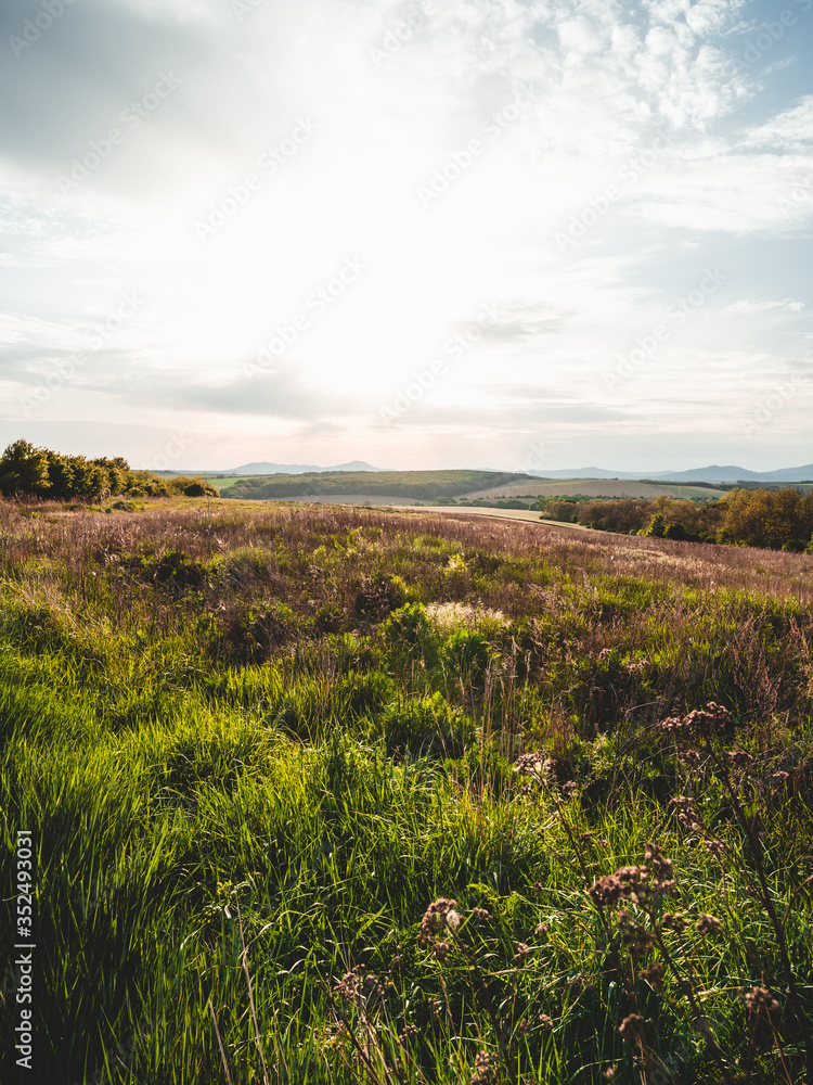 Fototapeta premium landscape with green grass and blue sky