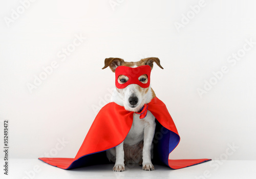 Cute little dog in red superhero cape and mask sitting on gray background © demphoto