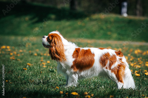 Beautiful dog in the grass background. Kavalier king charles spaniel
