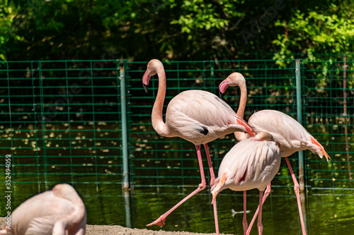 Flamingos with bright colors live in flocks near the pond. The plumage is pink and orange. Keeping individuals with long necks and powerful curved beaks in the zoo