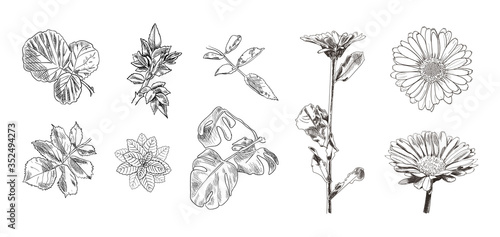 Vector hand drawn detailed illustrations isolated on white background, leaves and flowers, summer drawings set.