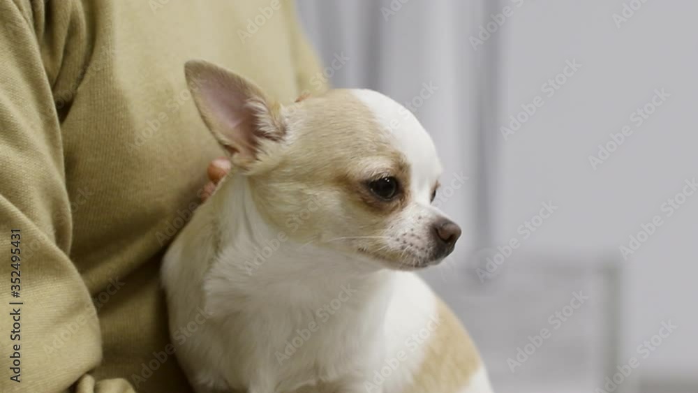 Close-up of a charming chihuahua. male hands of the owner stroking the pet. cute pet. Mature dog. Inseparable. Studio. Indoors. Without face Close-up of a charming chihuahua. male hands of the owner stroking the pet. cute pet. Mature dog. Inseparable. Studio. Indoors. Without face