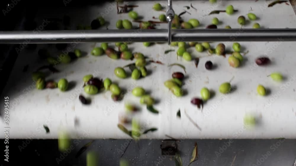 Process of cleaning olives with fresh water in olive oil mill during ...