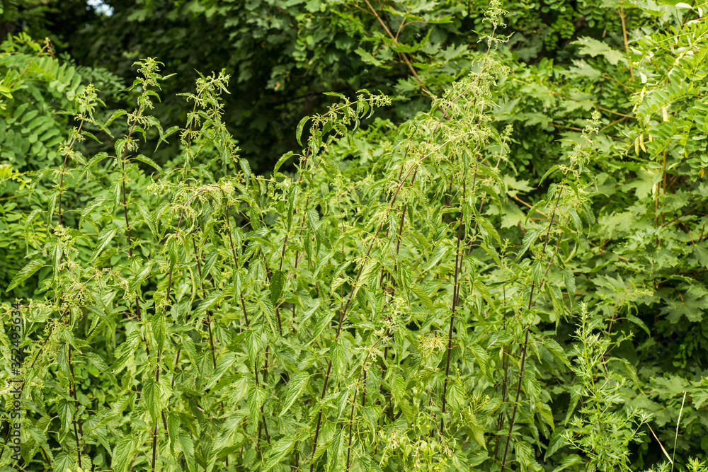 nettle growing in woods on hillside. Wild medicinal plants. collection of medicinal herbs in environmentally friendly area. nettle growing in woods on hillside. Wild medicinal plants. collection of medicinal herbs in environmentally friendly area.