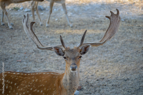 ciervos, venado, cornamenta, Animales, animal salvaje, naturaleza, ganadería, ganado, mascota, 