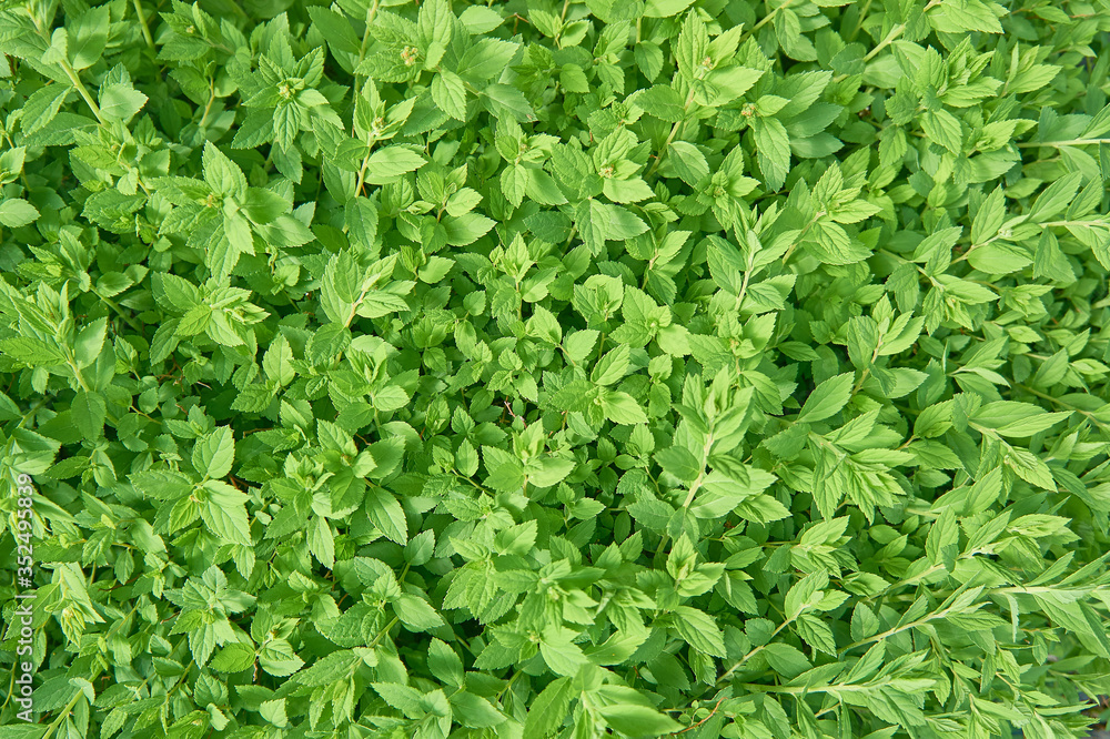 Pattern of freshness green leaves for the natural green background. Young plants. Copy space. Pattern of freshness green leaves for the natural green background. Young plants. Copy space.