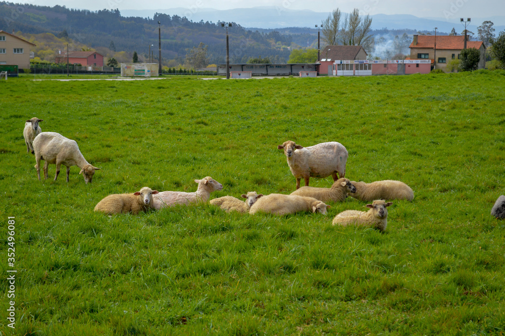 Obraz premium ovejas, ovelhas, Animales, animal, naturaleza, ganadería, ganado, mascota, 