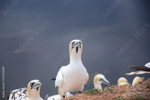 Helgoländer Vogel photo