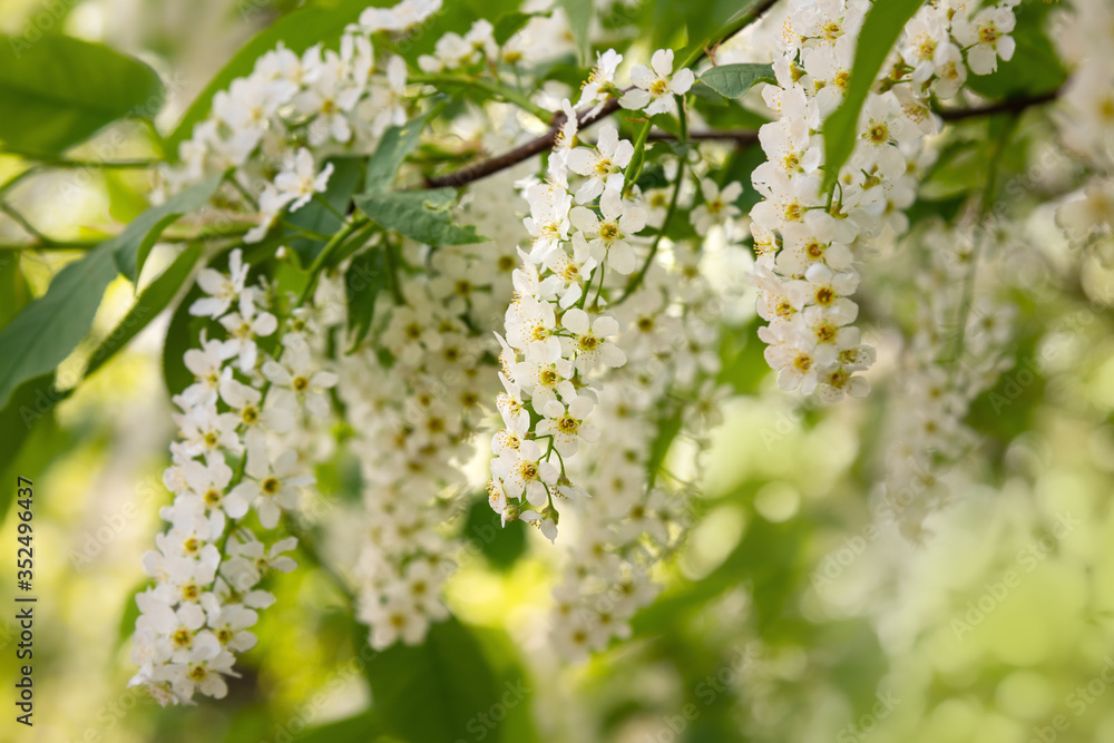 BLossoming Bird Cherry tree or Prunus padus BLossoming Bird Cherry tree or Prunus padus