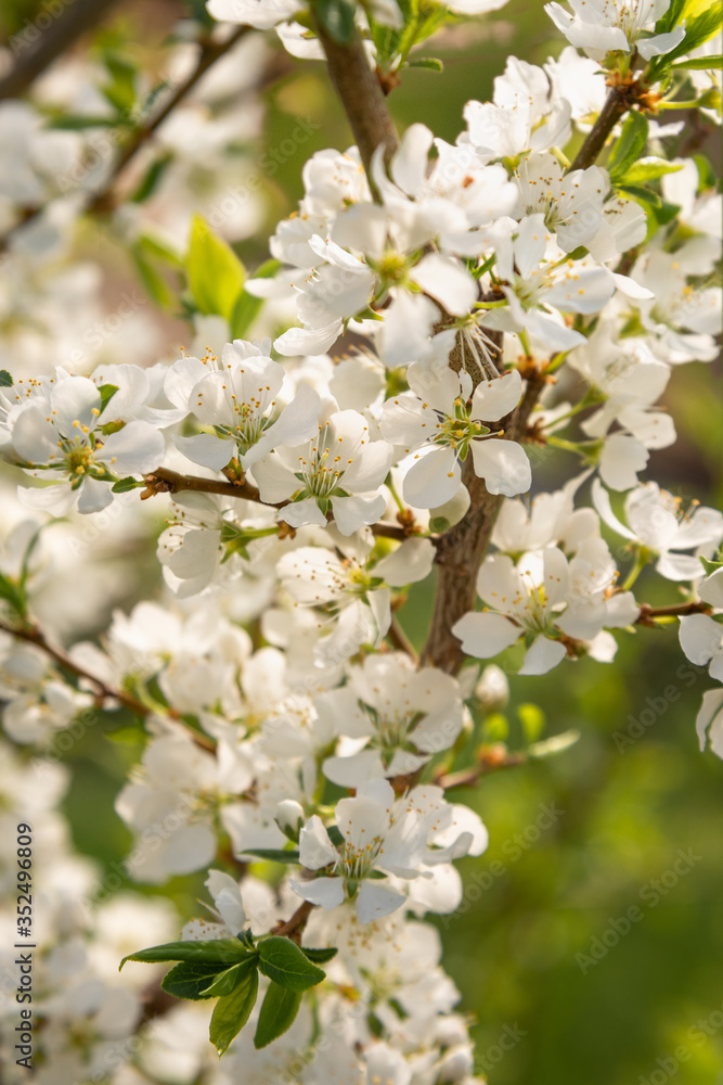 Blooming branch of plum tree Blooming branch of plum tree