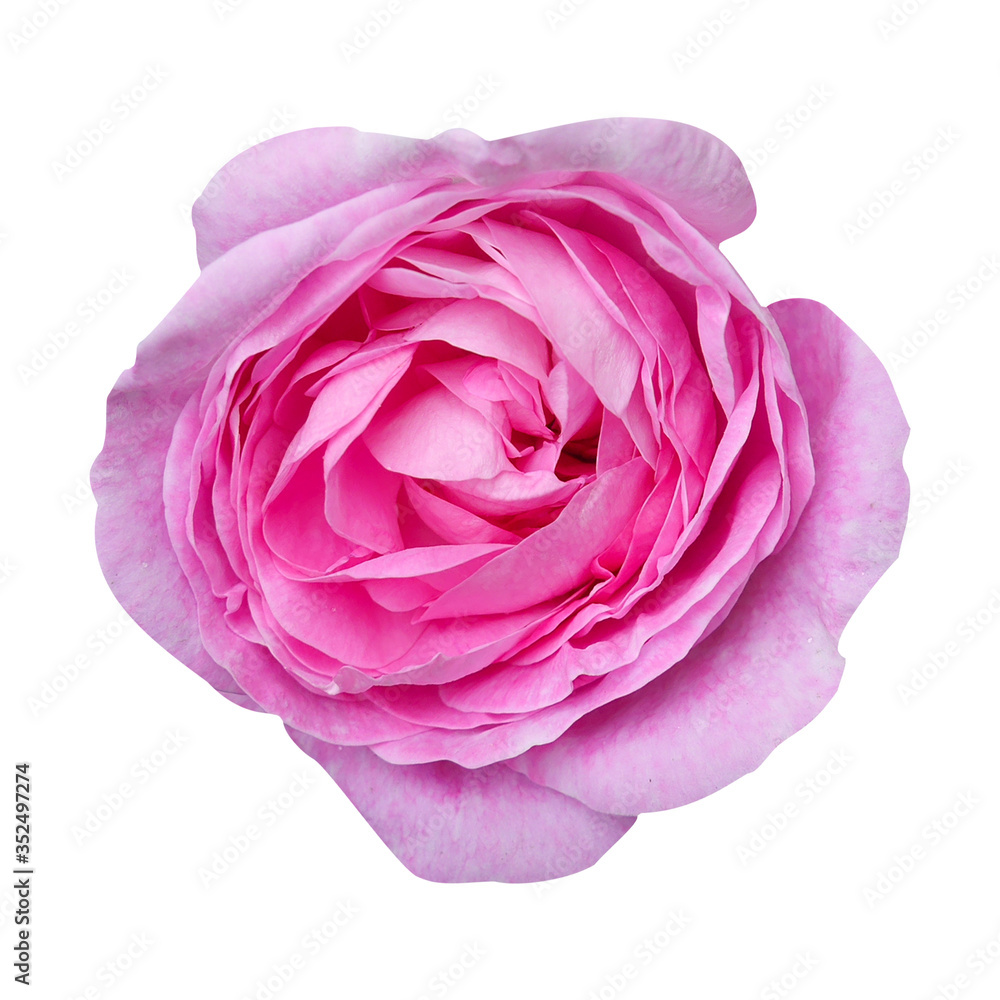 Single pink rose flower isolated on white background. Beautiful sweet pink rose flower isolated on white background