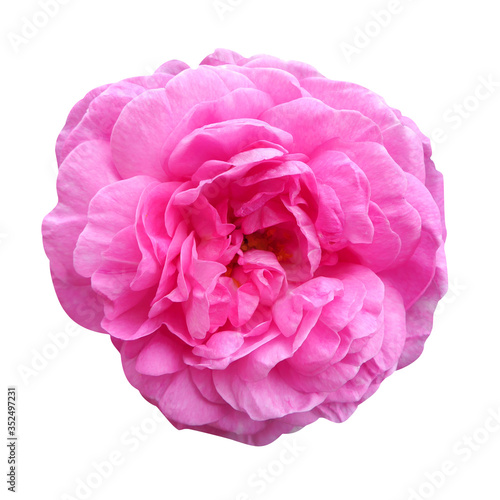 Single pink rose flower isolated on white background. Beautiful sweet pink rose flower isolated on white background