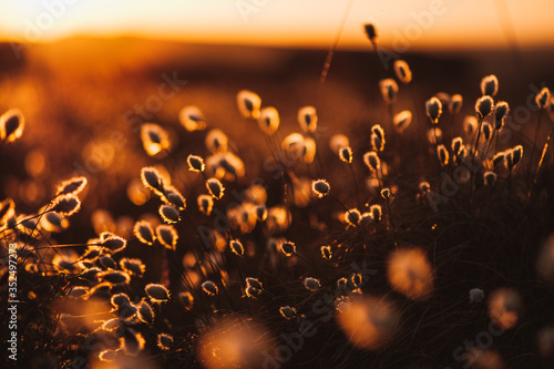 sunset in the field