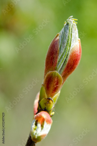 tree bud in the spring