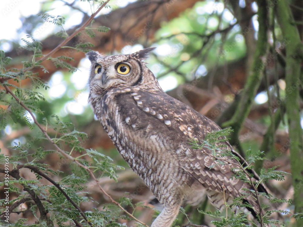 Spotted Eagle Owl
Spotted Eagle Owl
