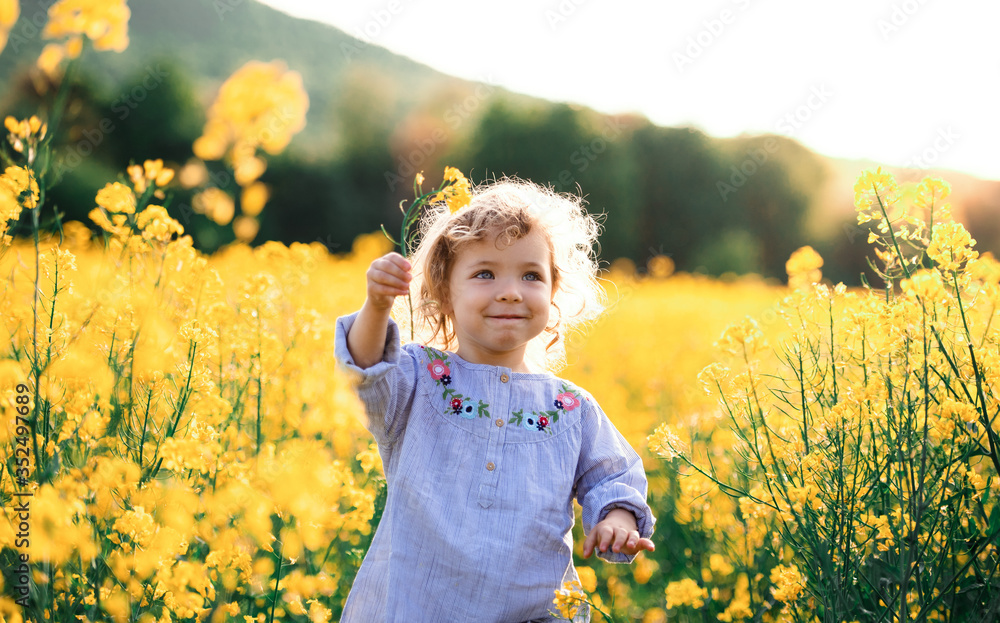 Front view of happy small toddler girl running in nature in rapeseed field. Front view of happy small toddler girl running in nature in rapeseed field.